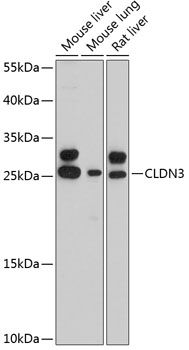 CLDN3 antibody