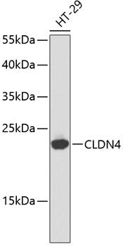 CLDN4 antibody