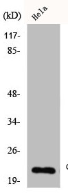CLDN4 Antibody