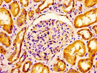 CLDN6 Antibody