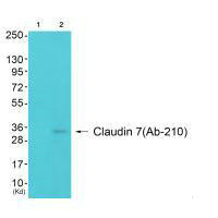 CLDN7 (Ab-210) Antibody