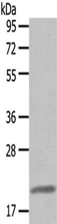 CLDN7 antibody