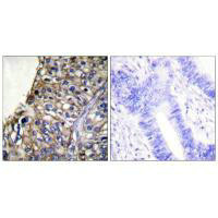 CLDN7 Antibody