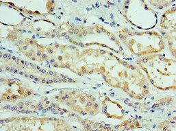 CLDN8 Antibody