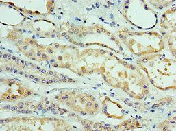 CLDN8 antibody