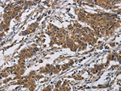CLDN8 Antibody
