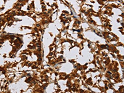 CLDN8 Antibody