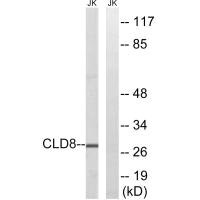 CLDN8 antibody