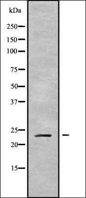 CLDN9 antibody