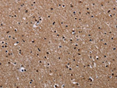 CLDND1 Antibody