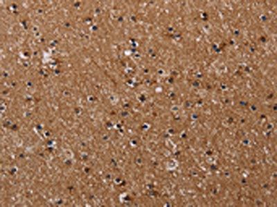 CLDND1 Antibody