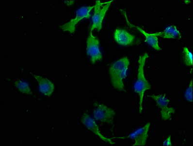CLDND1 Antibody