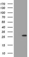 cleavage stimulation factor Antibody