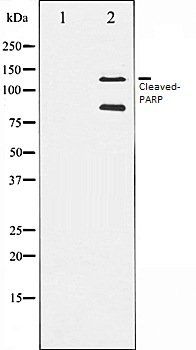 Cleaved-PARP antibody