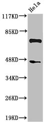 Cleaved-C1S (R437) antibody