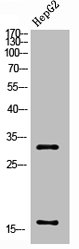Cleaved-CASP3 (D175) antibody