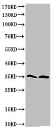 Cleaved-CASP9 (D315) antibody