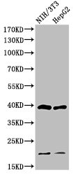 Cleaved-CASP9 (D353) antibody