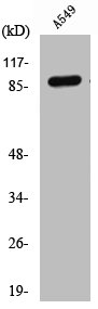 Cleaved-COL3A1 (G1221) antibody