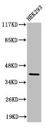 Cleaved-F12 (R372) antibody