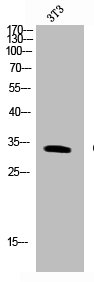 Cleaved-F2RL3 (G48) antibody