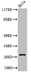 Cleaved-ITGA6 (E942) antibody