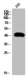 Cleaved-KNG1 (K380) Antibody