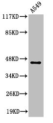 Cleaved-MASP1 (R448) antibody