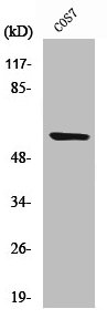 Cleaved-MMP15 (Y132) antibody
