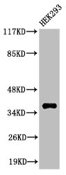 Cleaved-MMP23A (Y79) antibody