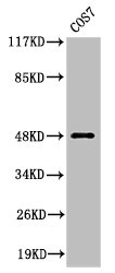 Cleaved-MMP27 (Y99) antibody