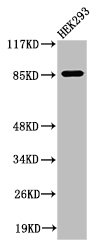 Cleaved-MPO (A49) antibody