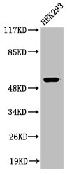 Cleaved-PLG (V98) antibody