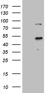 CLEC1 (CLEC1A) antibody