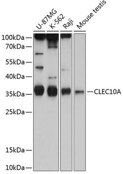CLEC10A antibody