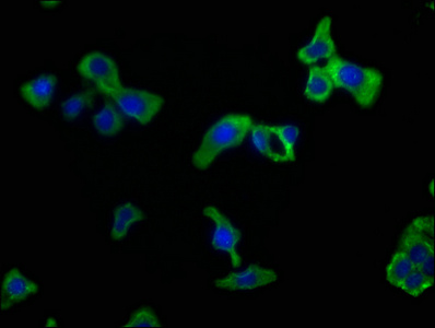 CLEC10A Antibody