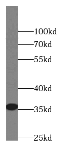 CLEC11A antibody
