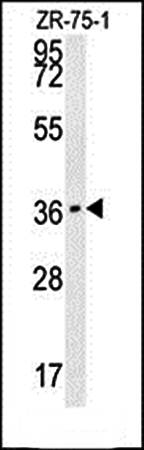 CLEC12A antibody