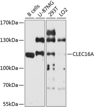 CLEC16A antibody