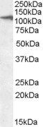 Goat anti-CLEC16A (aa1040-53) Antibody