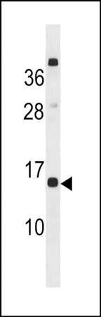 CLEC19A antibody