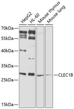 CLEC1B antibody