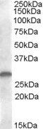 Goat anti-CLEC2 / CLEC1B Antibody