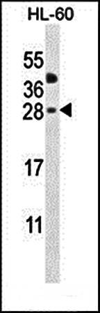 CLEC2A antibody