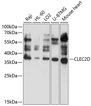 CLEC2D antibody