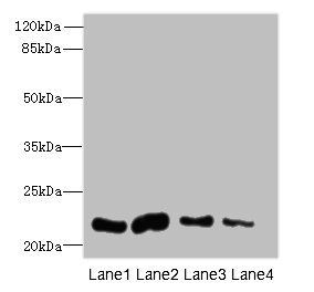 CLEC3A antibody