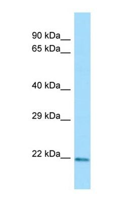 CLEC3A antibody