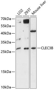 CLEC3B antibody