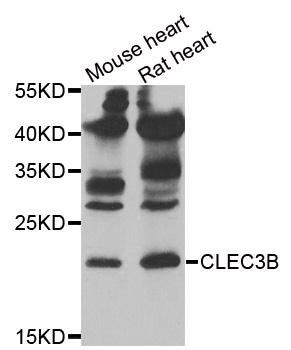 CLEC3B antibody