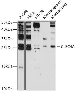 CLEC4A antibody